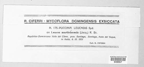Puccinia leucadis image